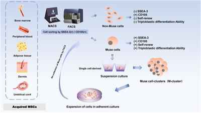 Multilineage-differentiating stress-enduring cells: a powerful tool for tissue damage repair